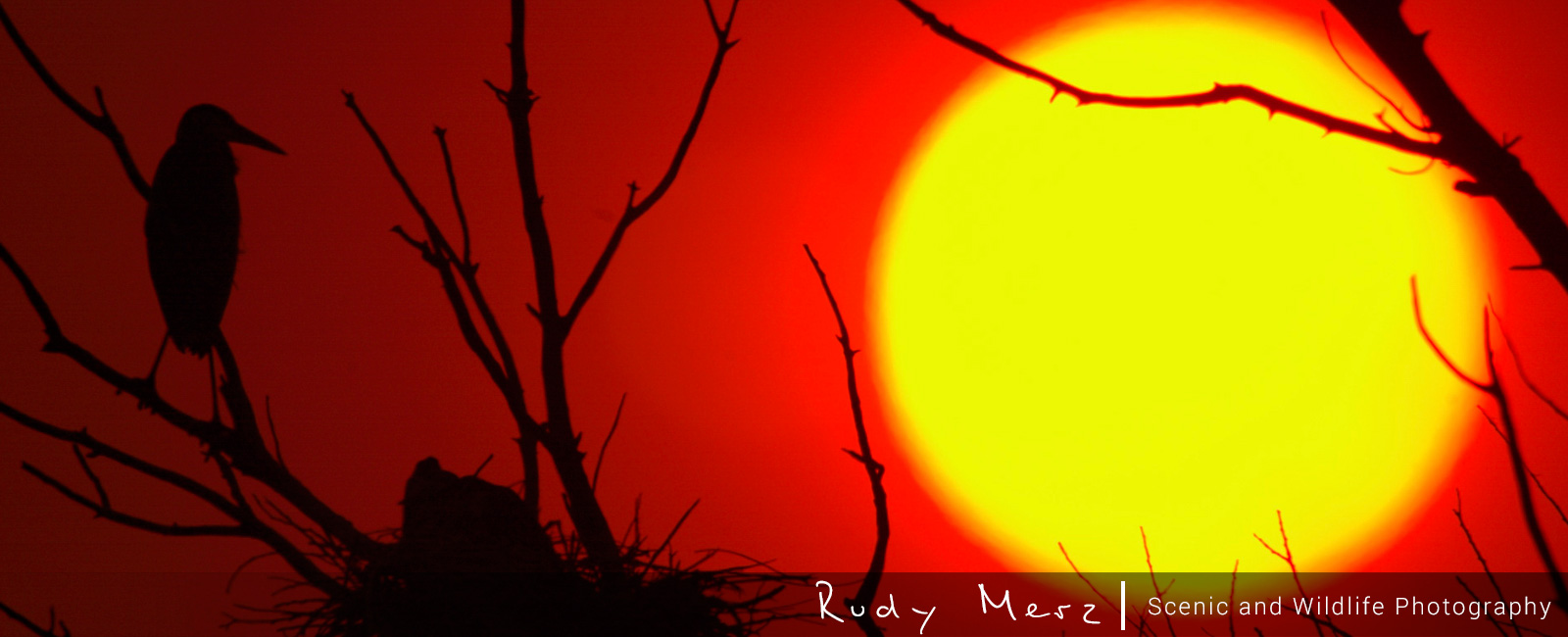 Header Image